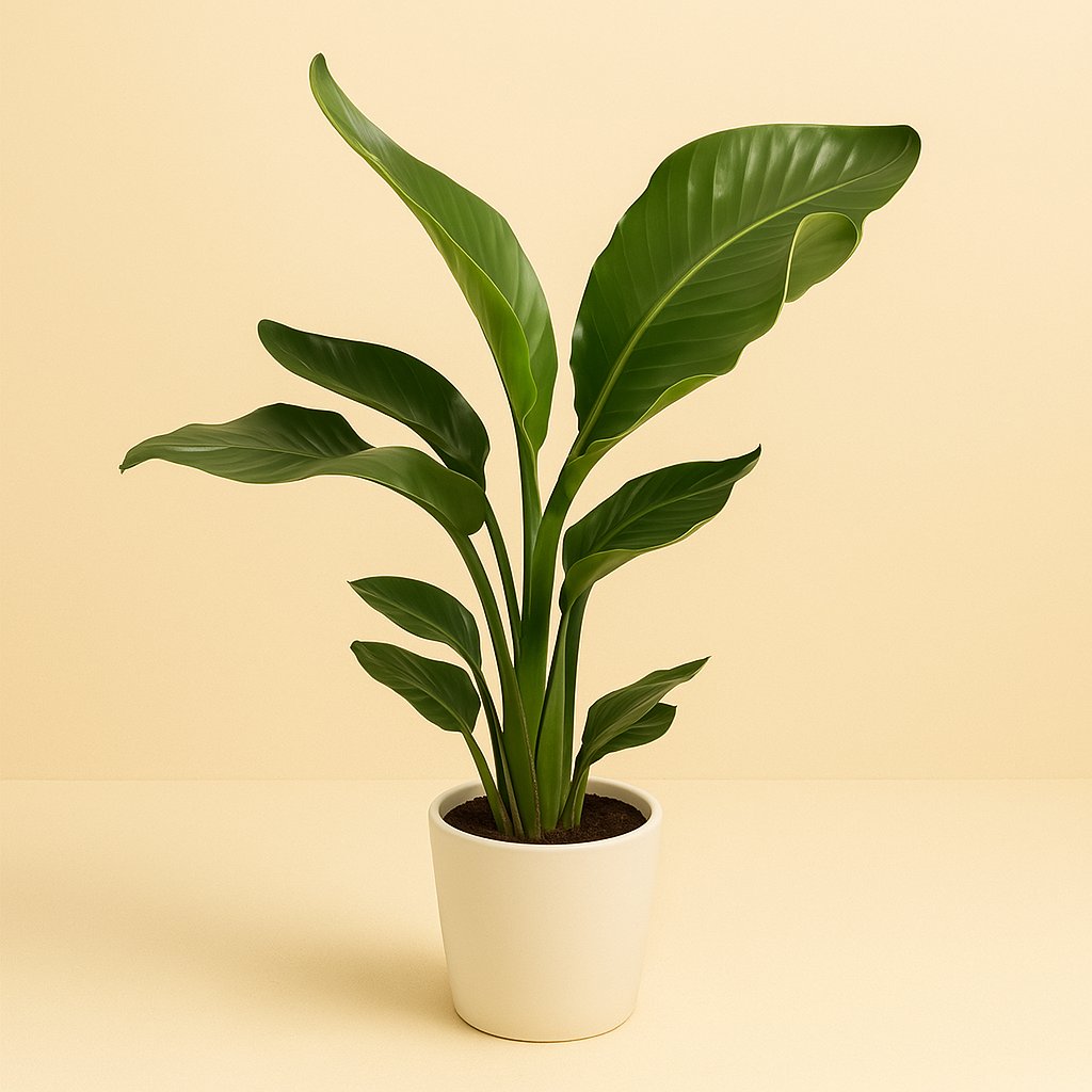 Strelitzia Nicolai - 70cm