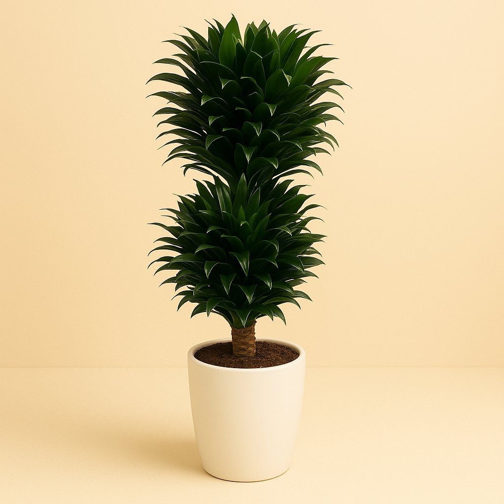 Dracaena Compacta - 100cm