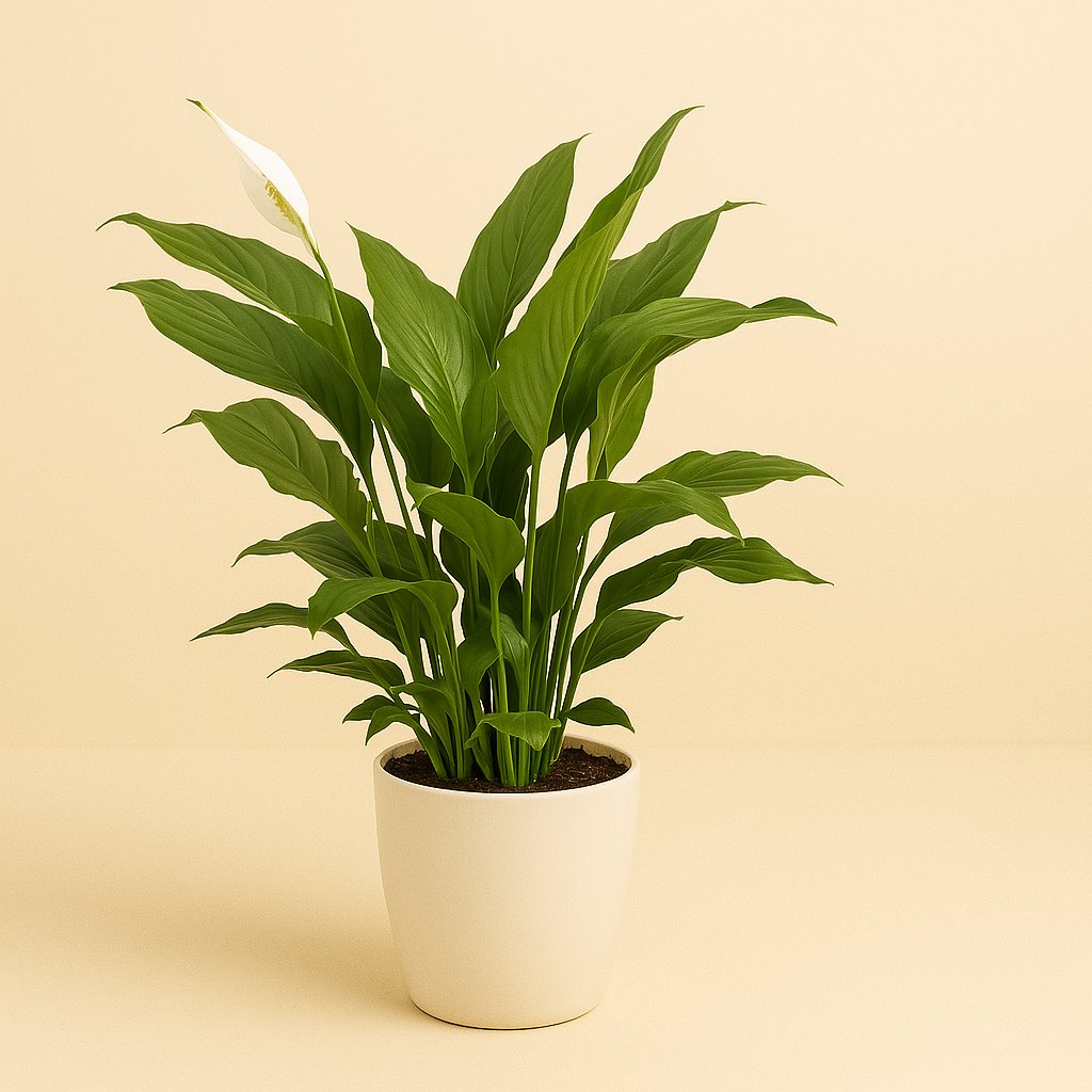 Spathiphyllum Torelli - 65cm