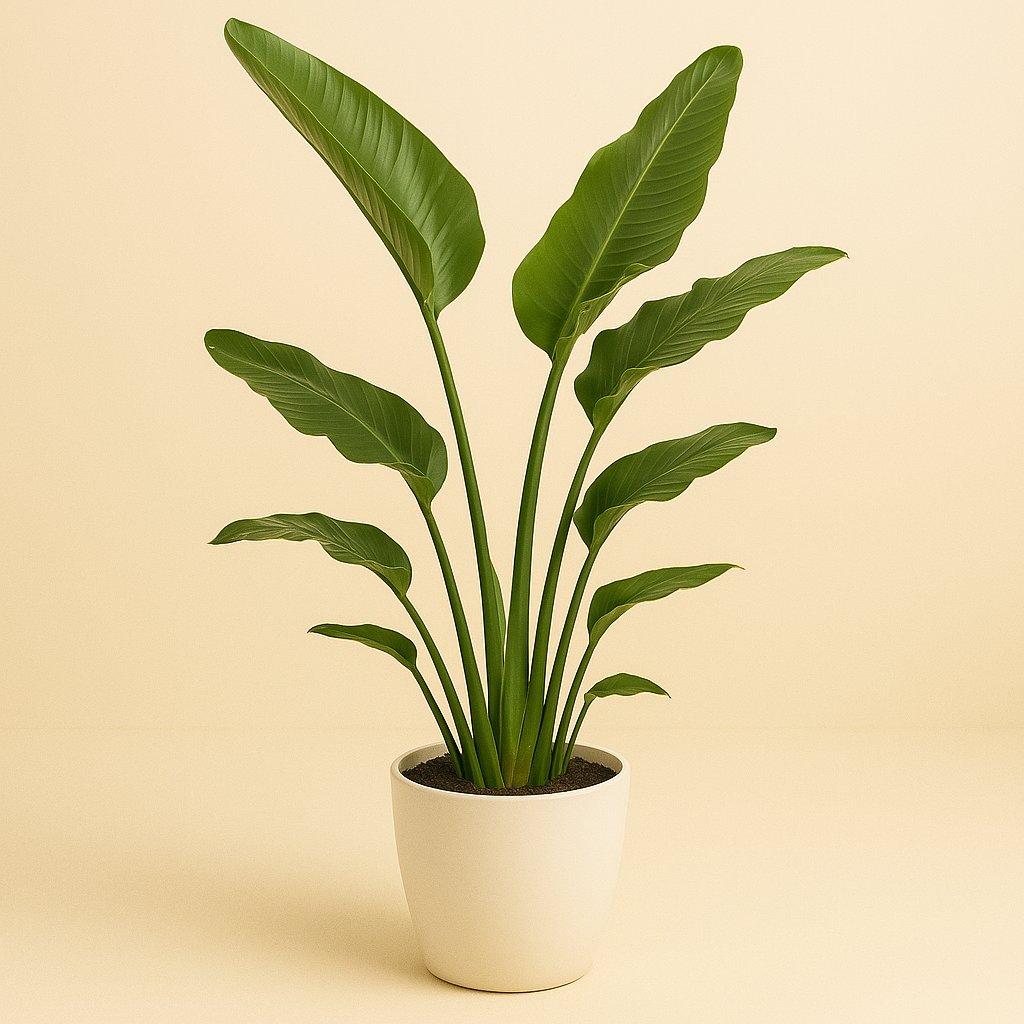 Strelitzia Nicolai - 130cm