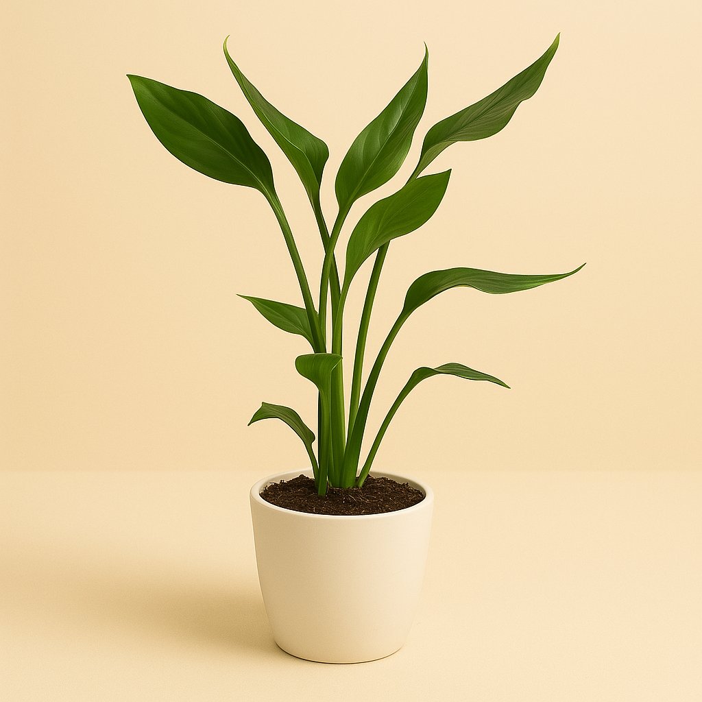 Strelitzia Reginae - 35cm