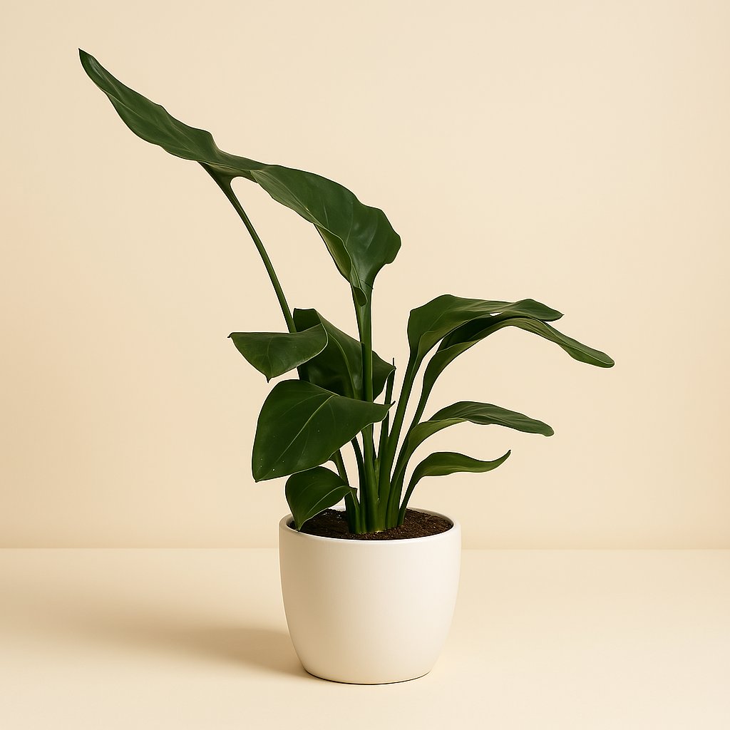 Strelitzia Nicolai - 65cm