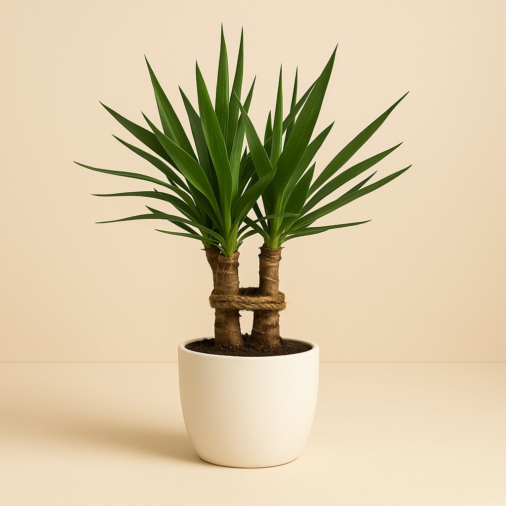 Yucca "Tres Cañas" - 70cm