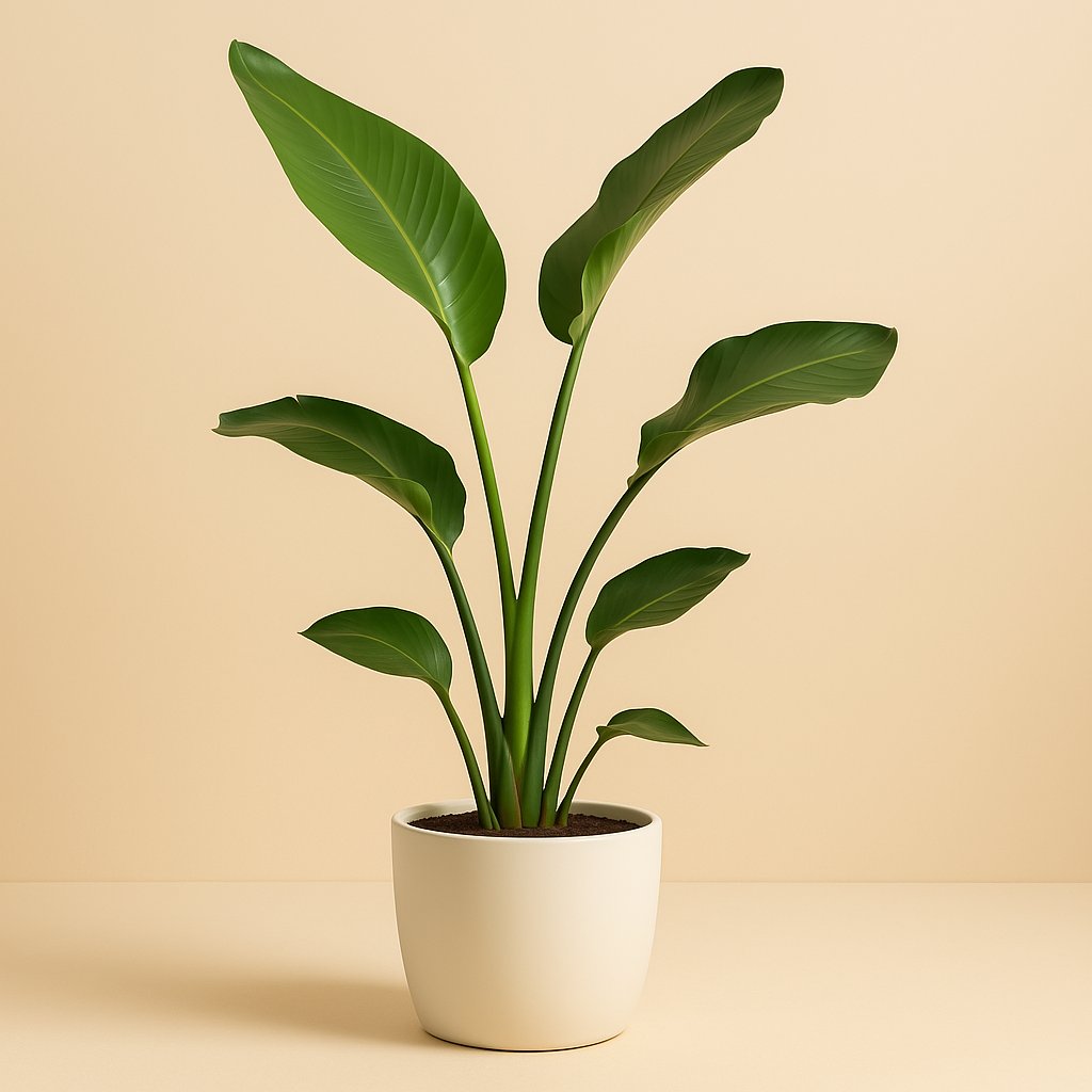 Strelitzia Nicolai - 70cm