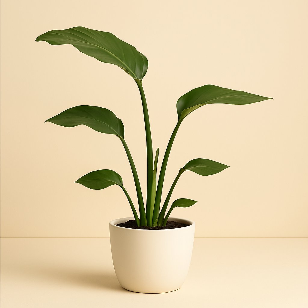 Strelitzia Nicolai - 35cm