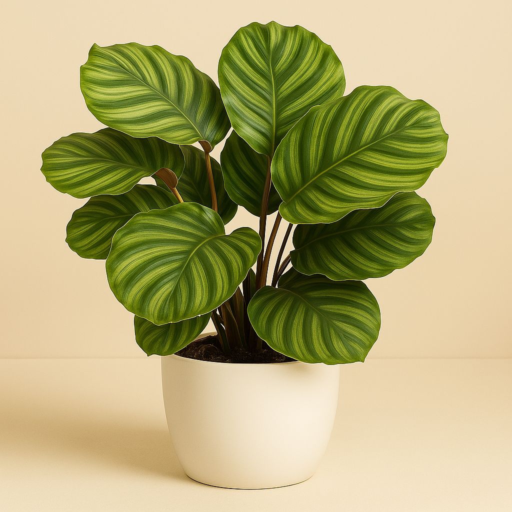 Calathea Fasciata - 50cm