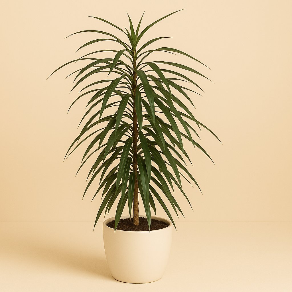 Ficus Binnendijkii Alii - 100cm