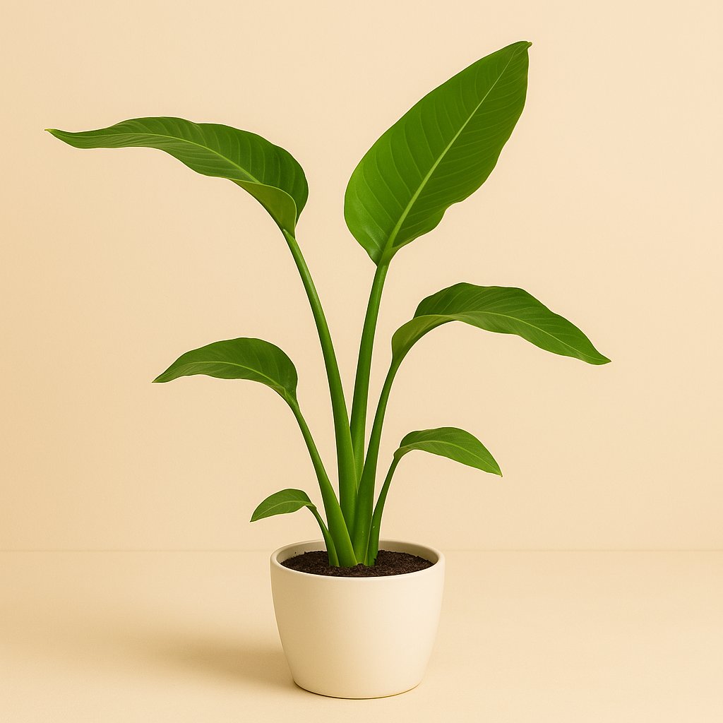 Strelitzia Nicolai - 90cm in einem modernen Studio mit modernem Topf