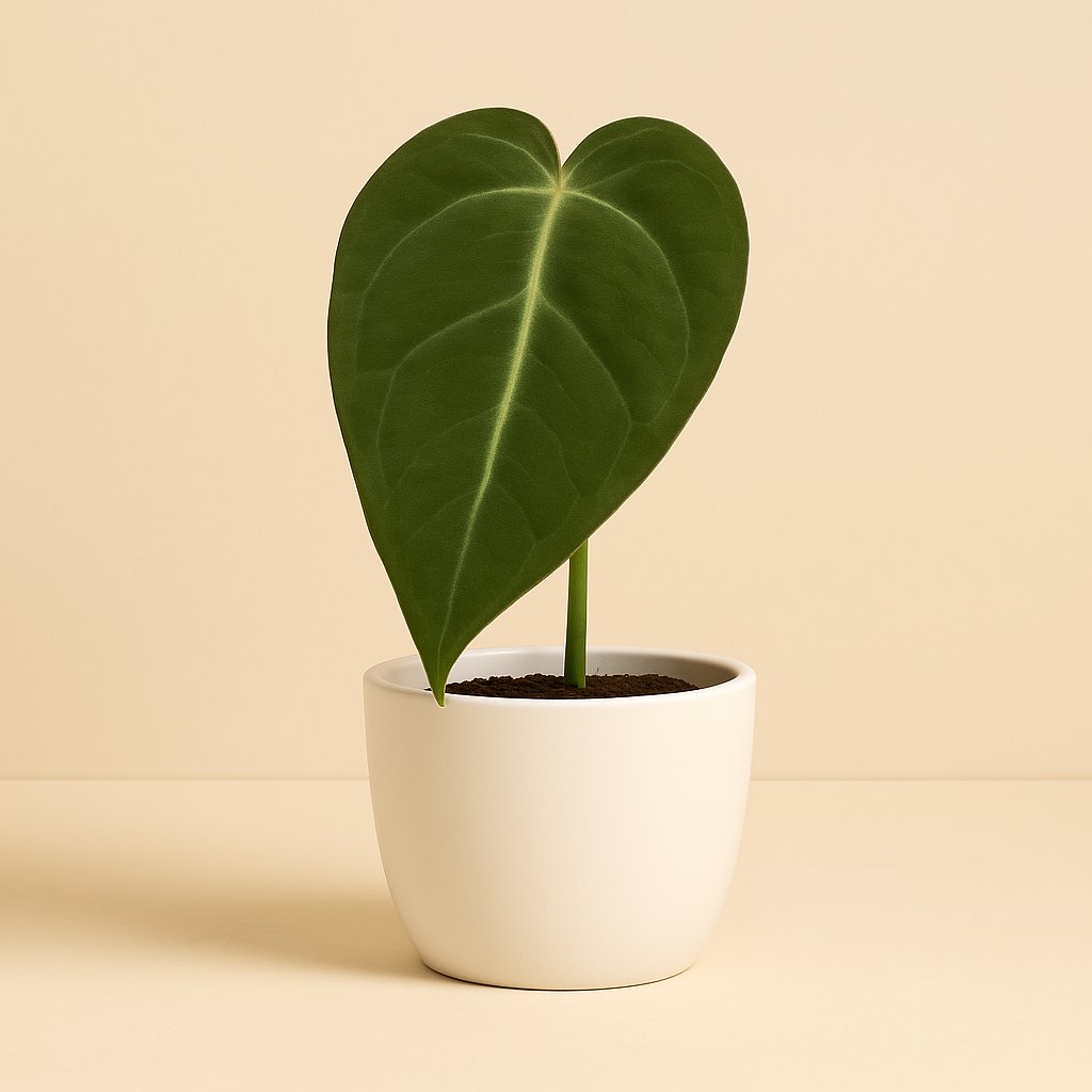 Anthurium Magnificum - 20cm