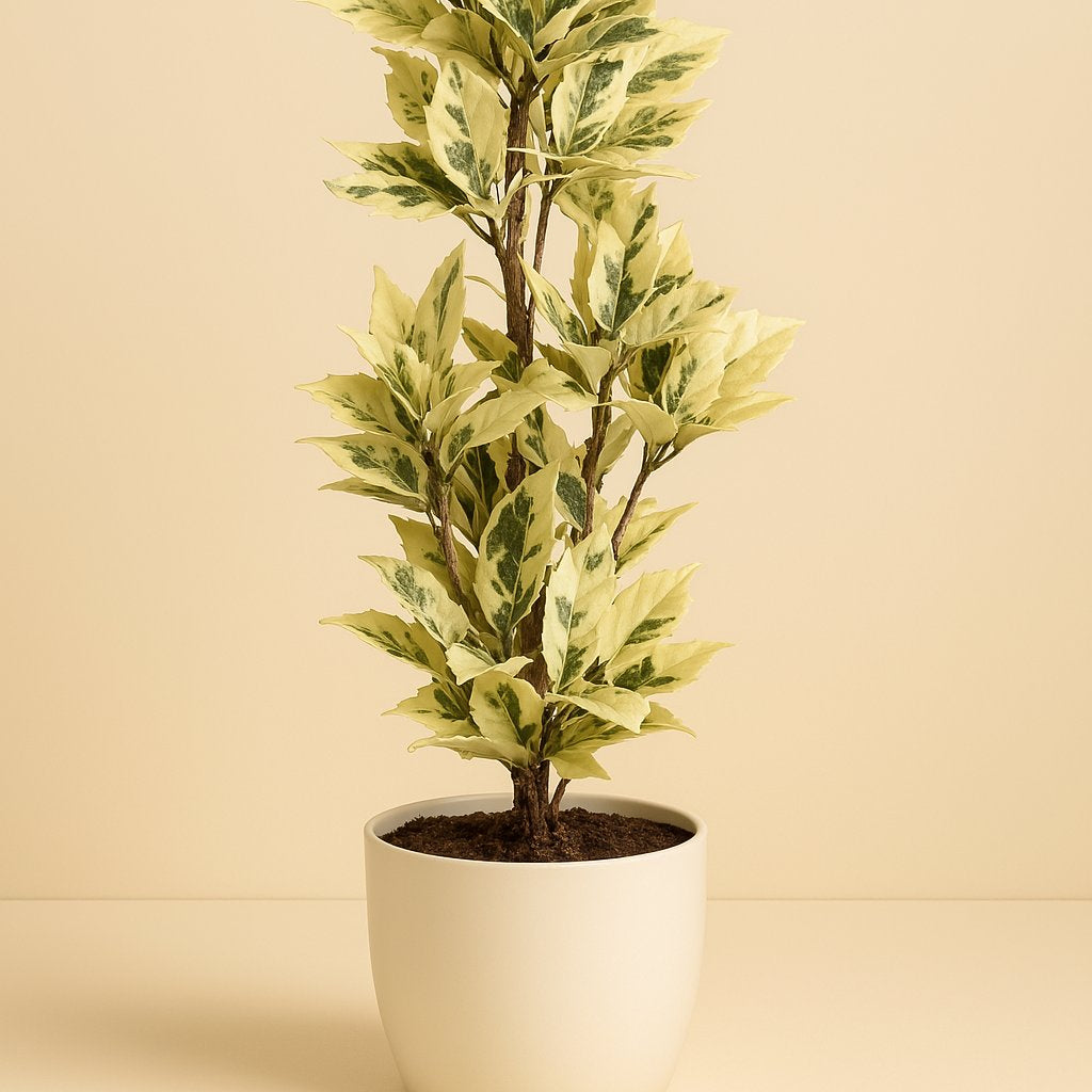 Codiaeum Variegatum Tamara - 100cm in einem modernen Studio mit modernem Topf