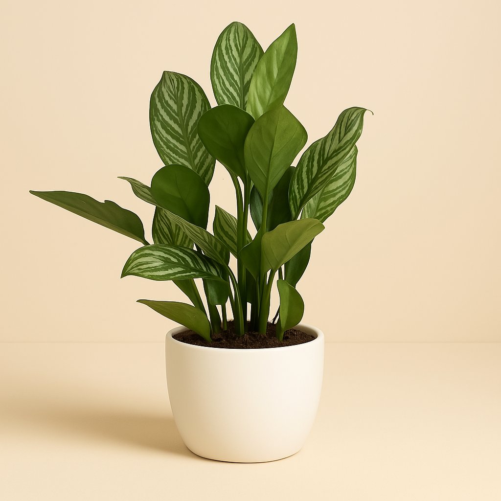 Aglaonema Stripes - 60cm in einem modernen Studio mit modernem Topf