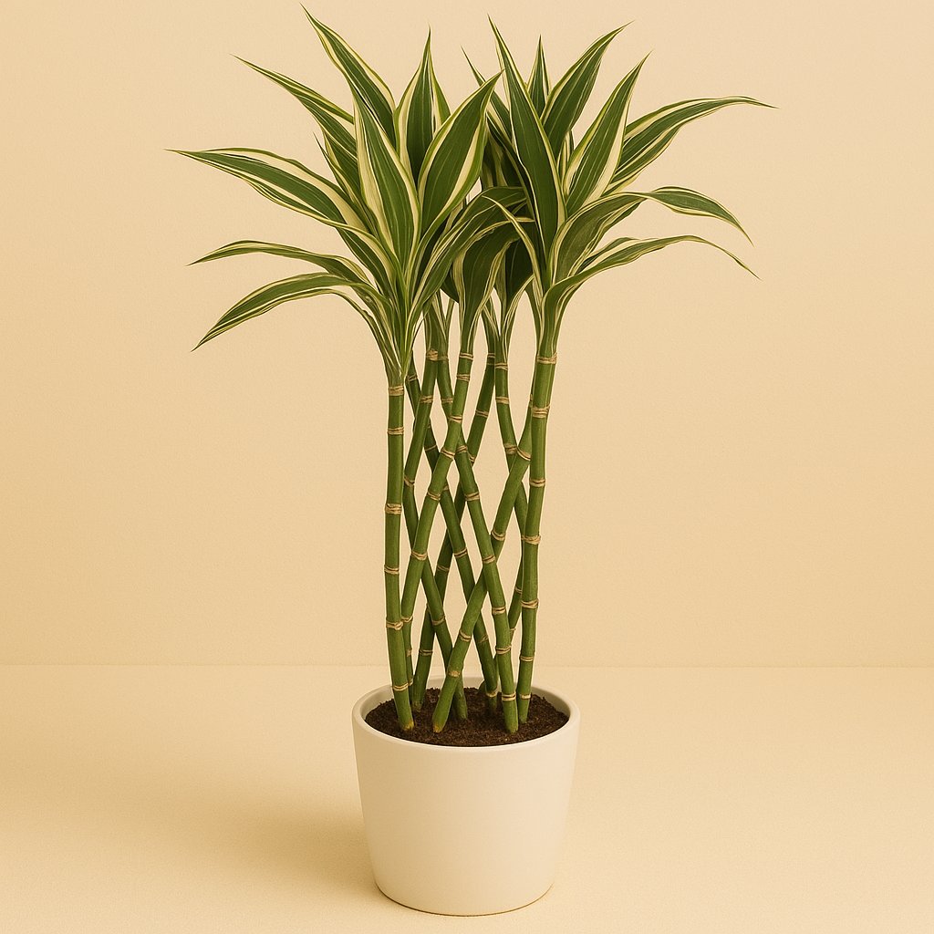 Dracaena Godsefiana - 75cm