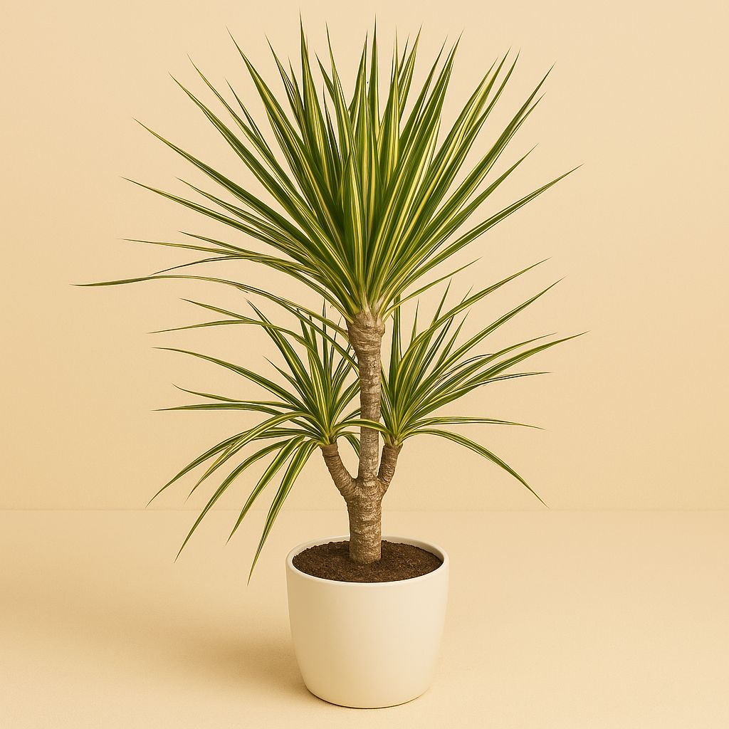 Dracaena Sunray - 70cm