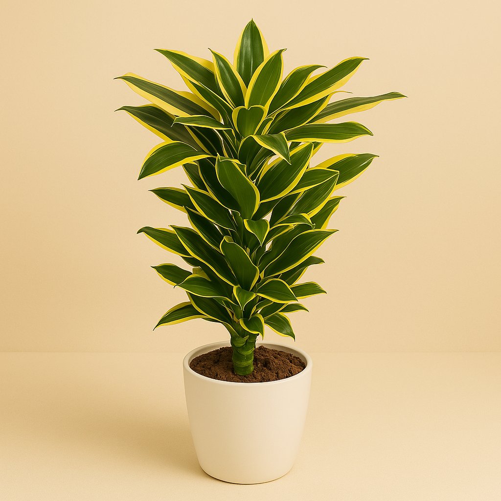 Dracaena Golden Coast - 110cm