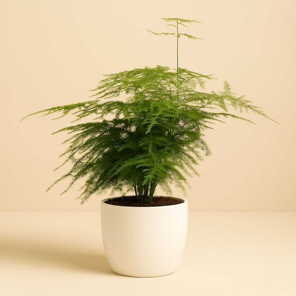 Asparagus Plumosus - 35cm in einem modernen Studio mit modernem Topf