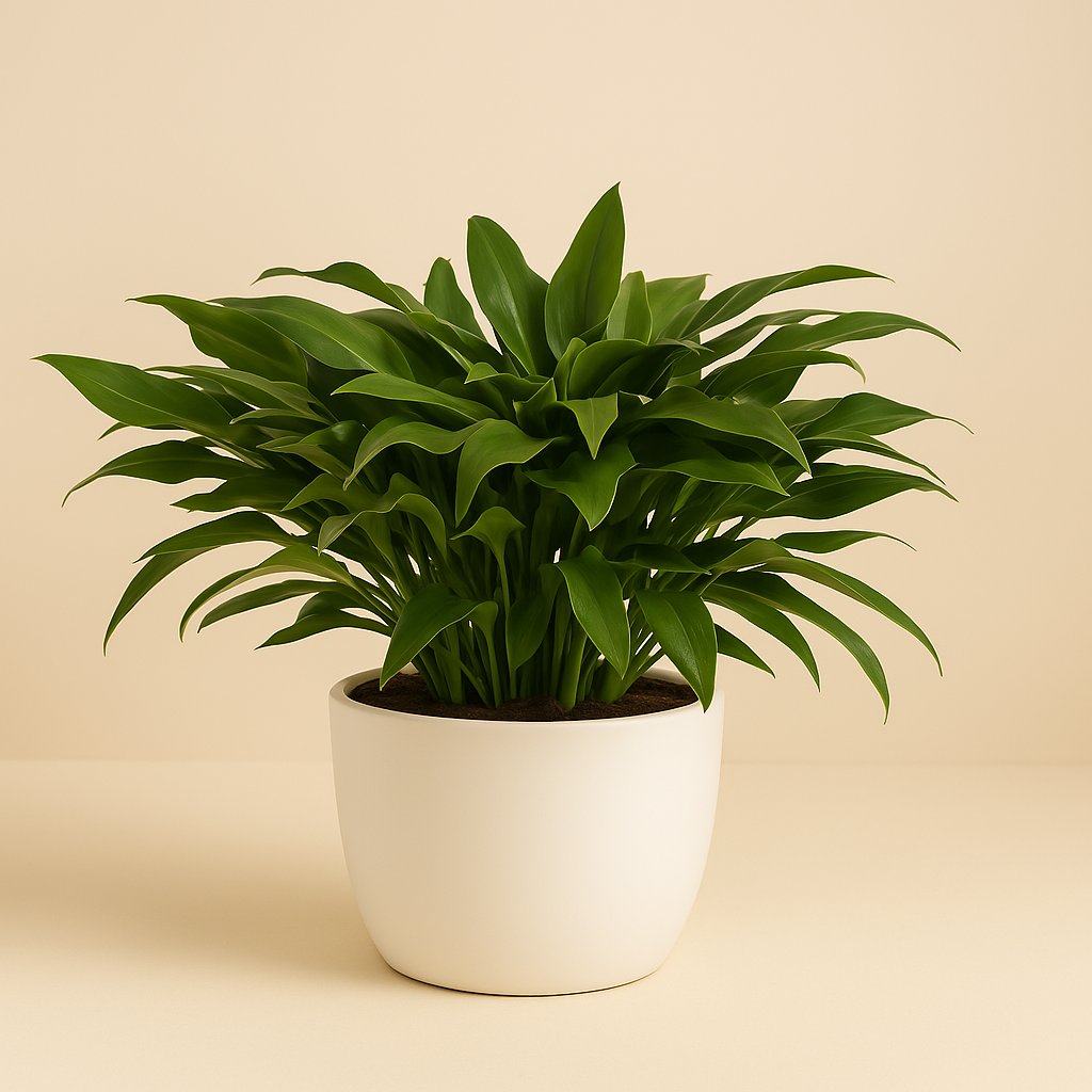 Philodendron Little Phil - 45cm