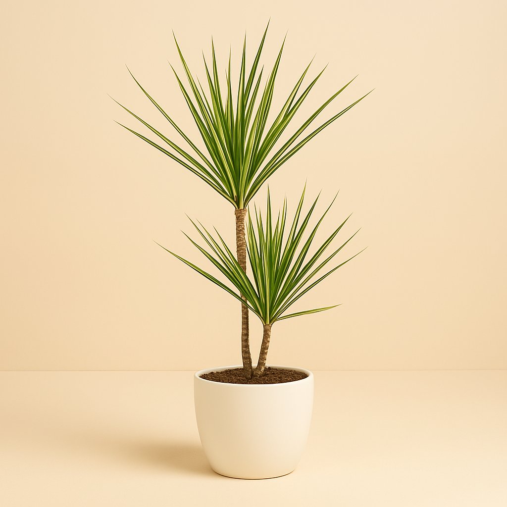 Dracaena Sunray - 70cm in einem modernen Studio mit modernem Topf