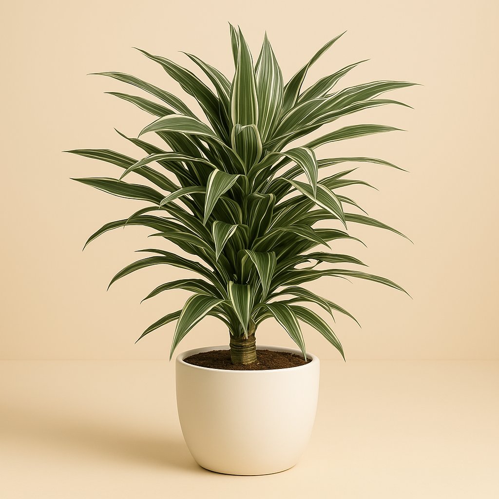 Dracaena Warneckei - 100cm in einem modernen Studio mit modernem Topf