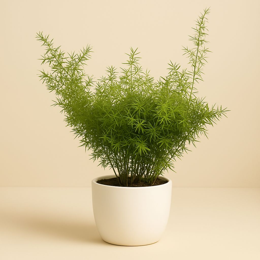 Asparagus Cwebe - 30cm in einem modernen Studio mit modernem Topf