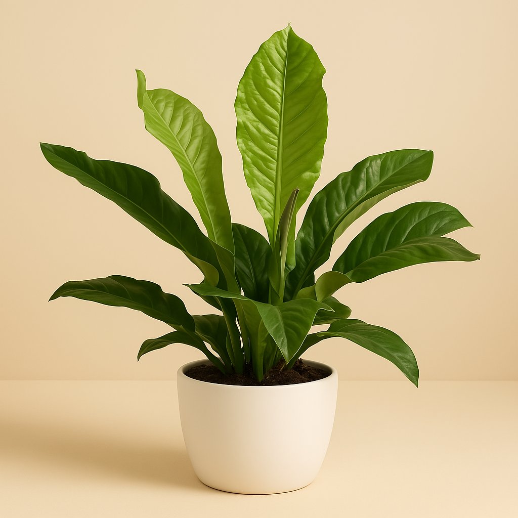 Anthurium Botanical - 90cm