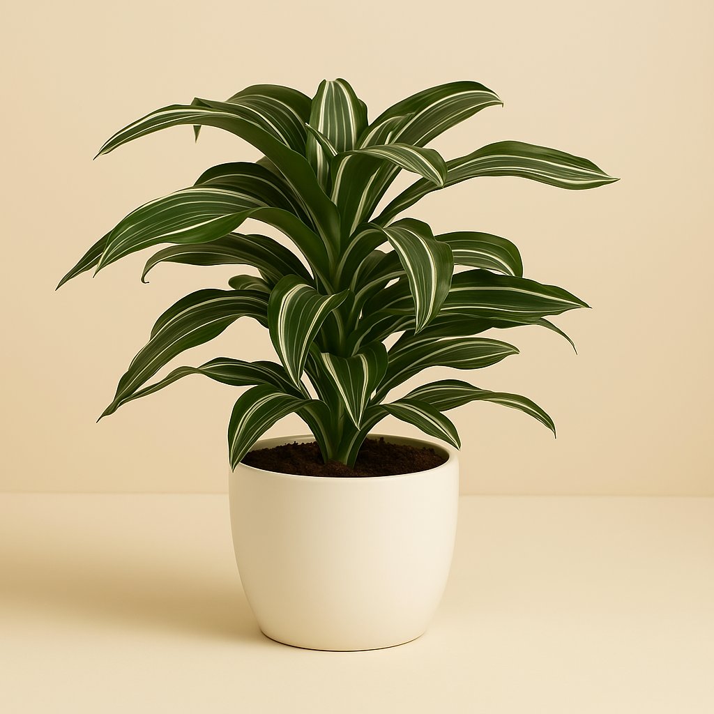 Dracaena Jade Jewel - 50cm in einem modernen Studio mit modernem Topf