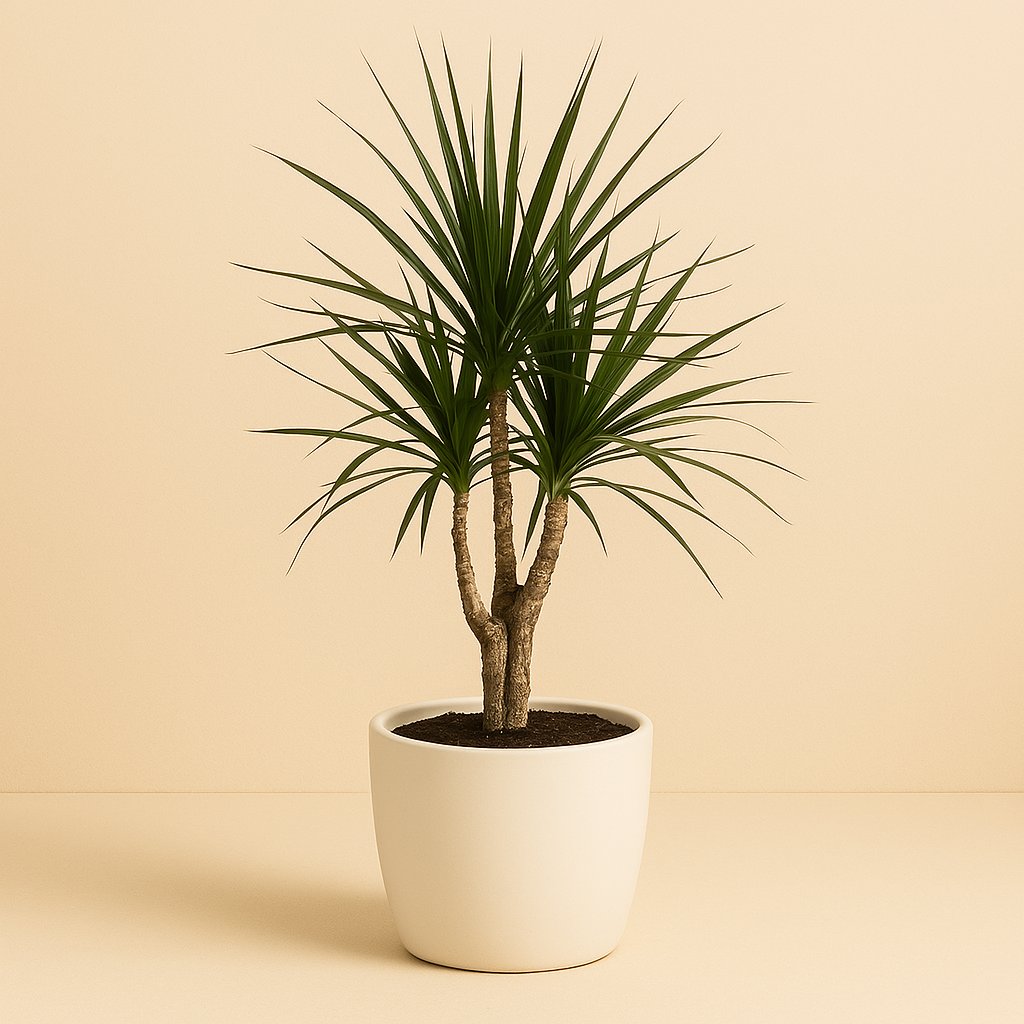 Dracaena Marginata - 130cm in einem modernen Studio mit modernem Topf