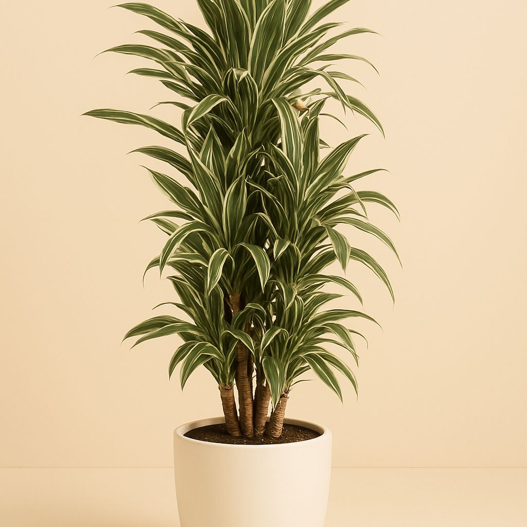 Dracaena Fragrans Warneckei - 110cm in einem modernen Studio mit modernem Topf