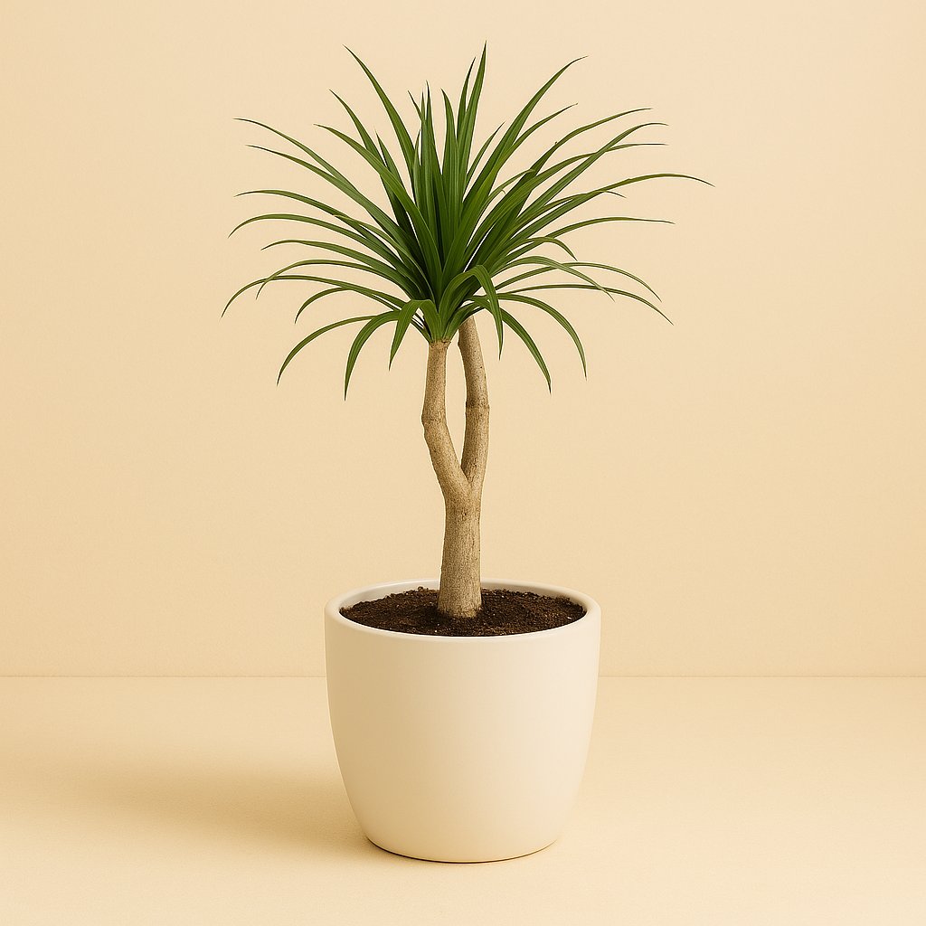 Dracaena Reflector Anita - 70cm