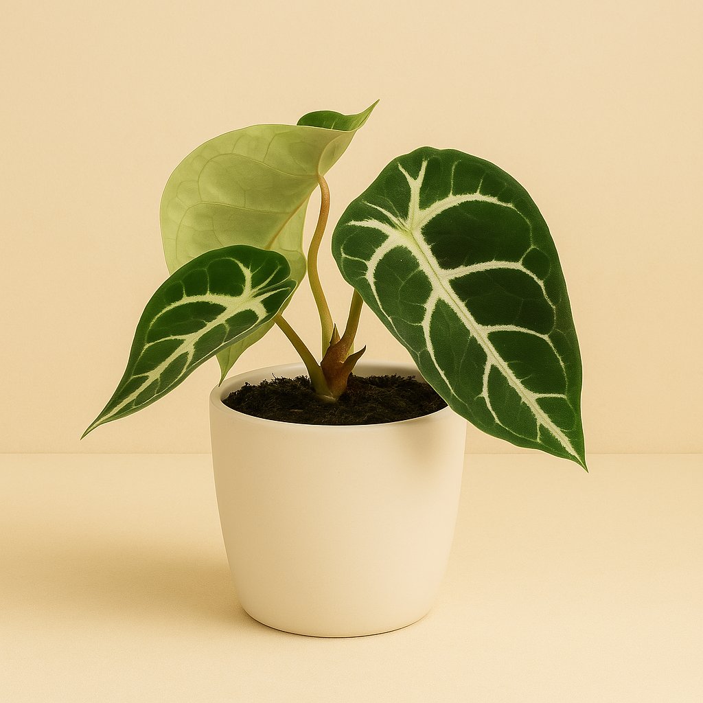Anthurium Clarinervium - 20cm in einem modernen Studio mit modernem Topf