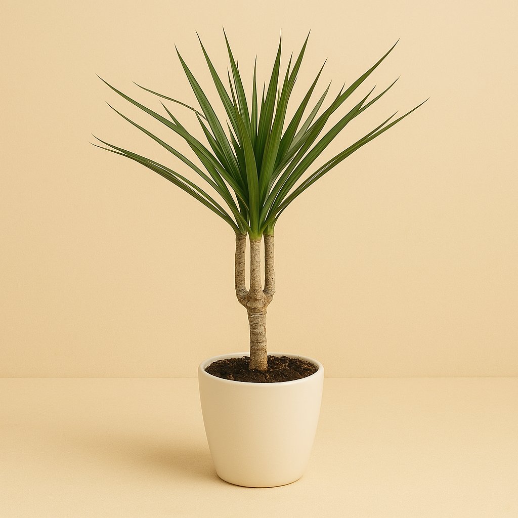 Dracaena Marginata - 50cm in einem modernen Studio mit modernem Topf