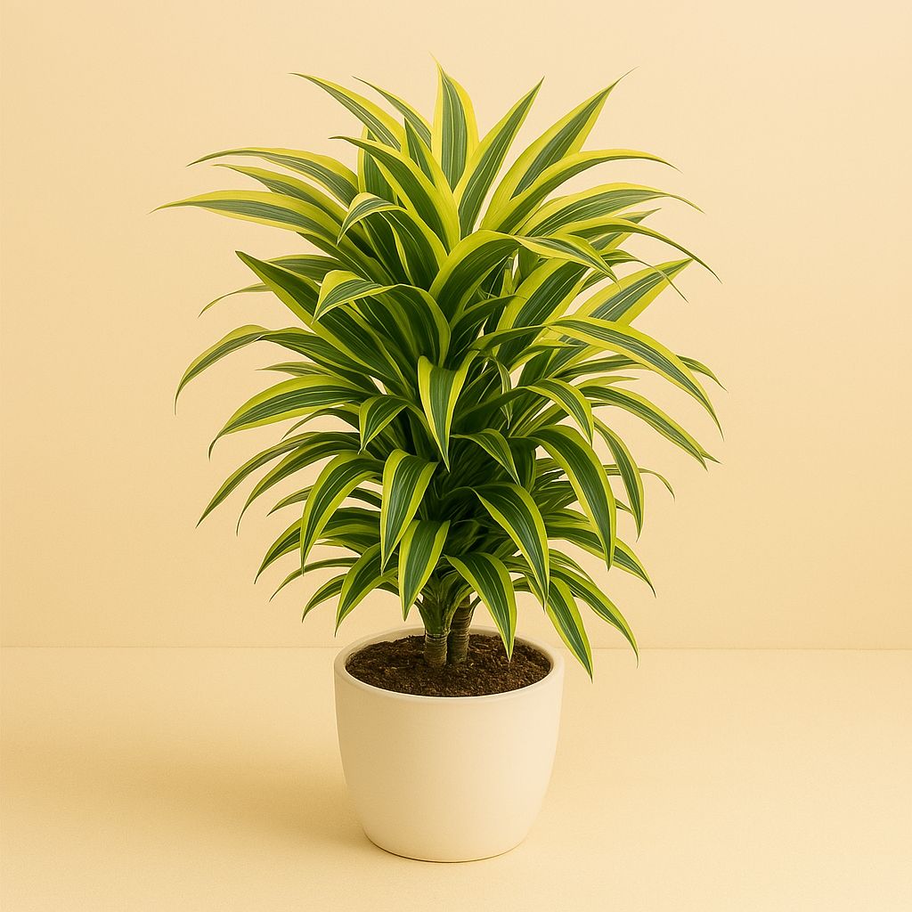 Dracaena Deremensis Lemon Lime - 100cm