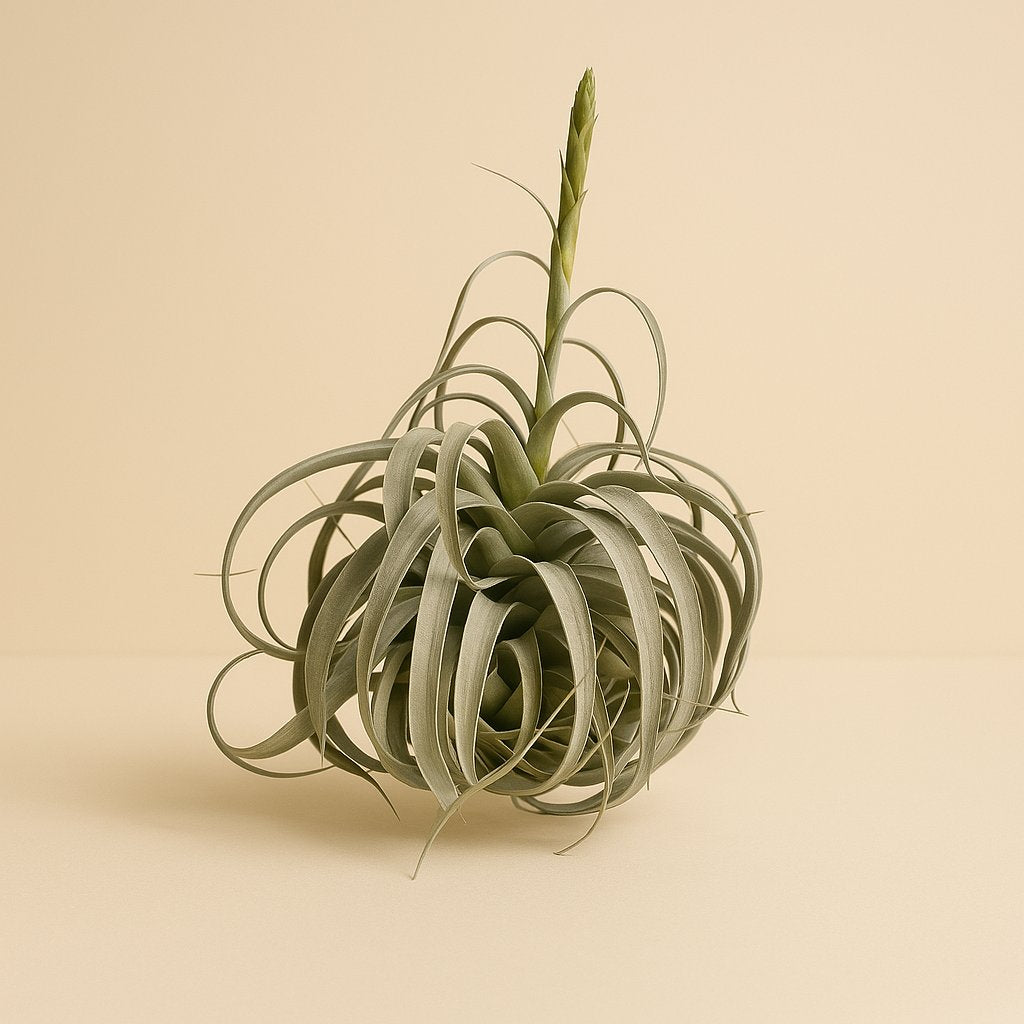 Tillandsia Xerographica - 50cm in einem modernen Studio mit modernem Topf