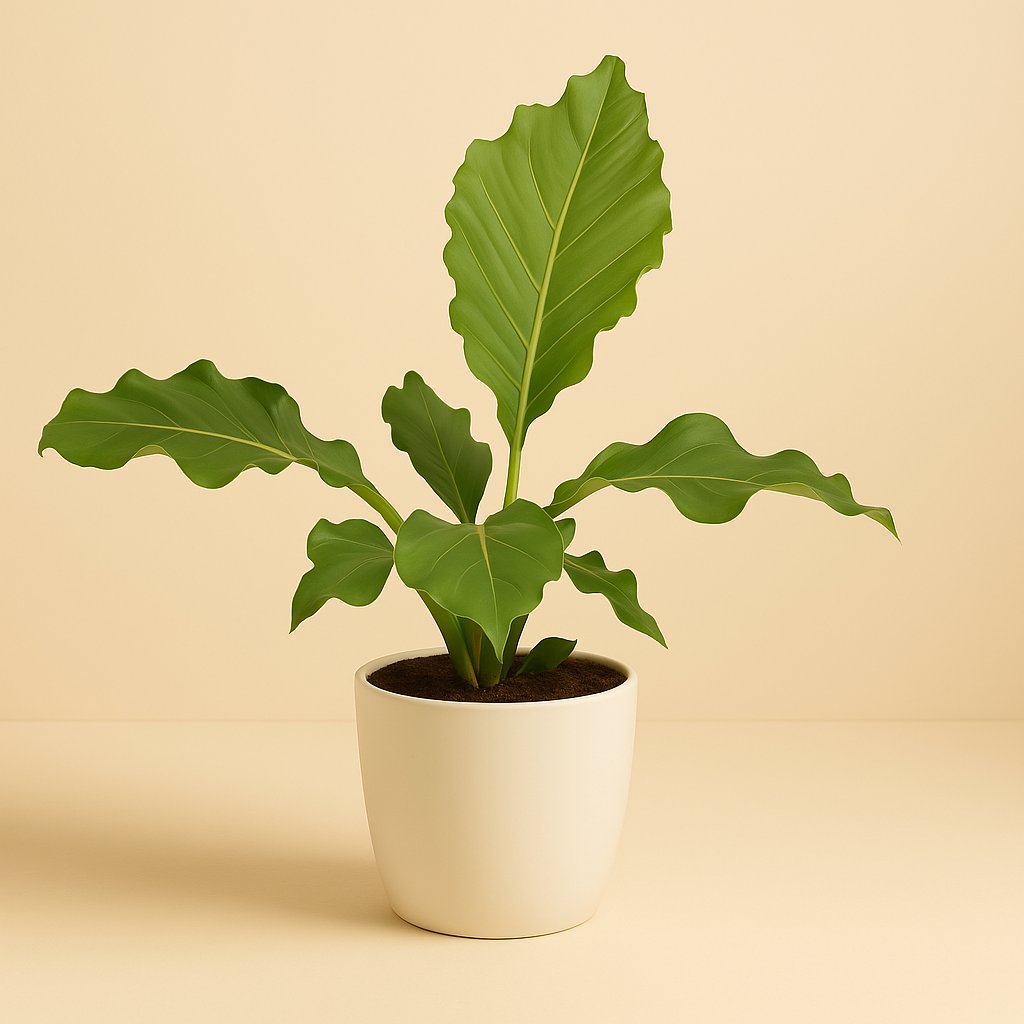 Anthurium Birdnest - 55cm in einem modernen Studio mit modernem Topf