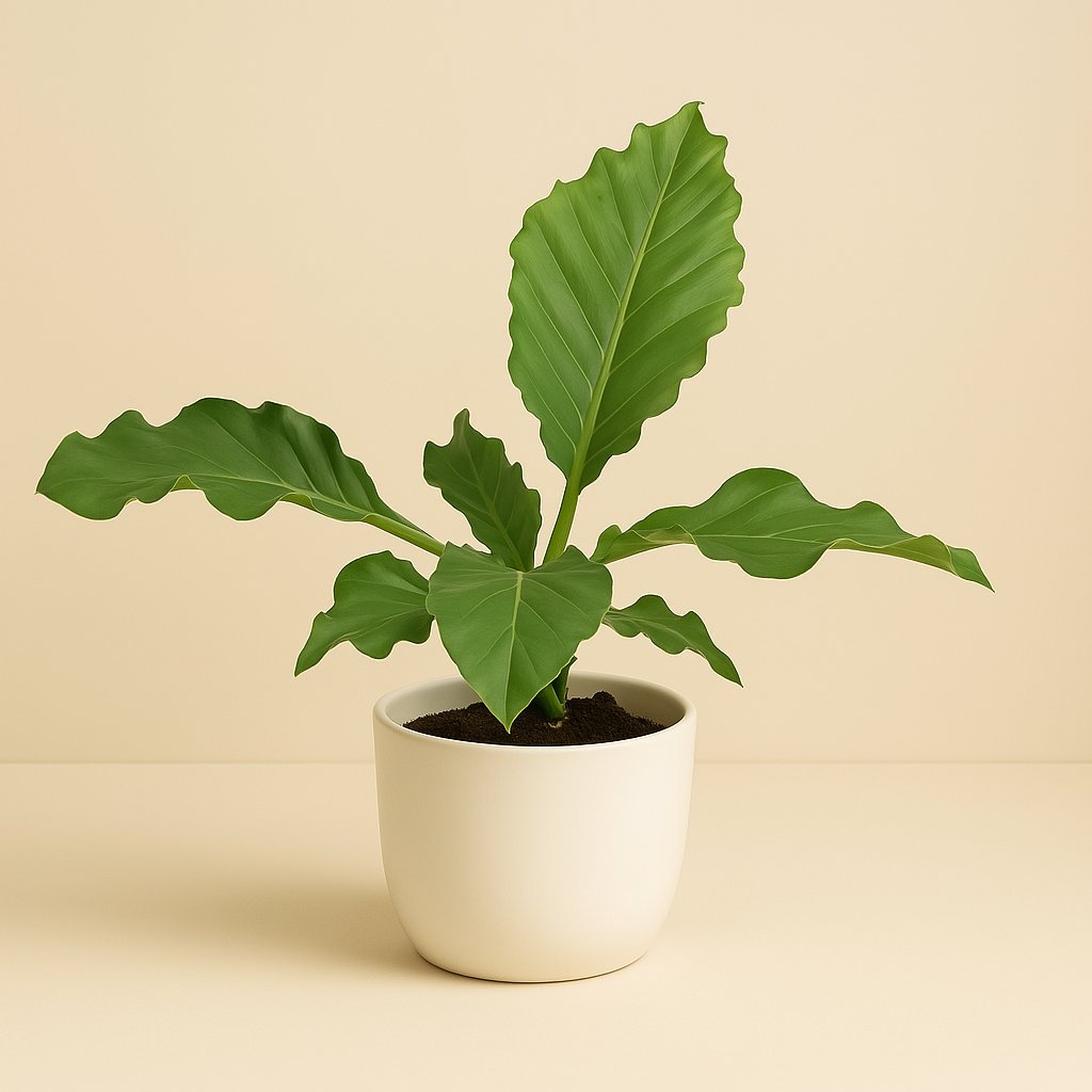 Anthurium Birdnes - 55cm in einem modernen Studio mit modernem Topf