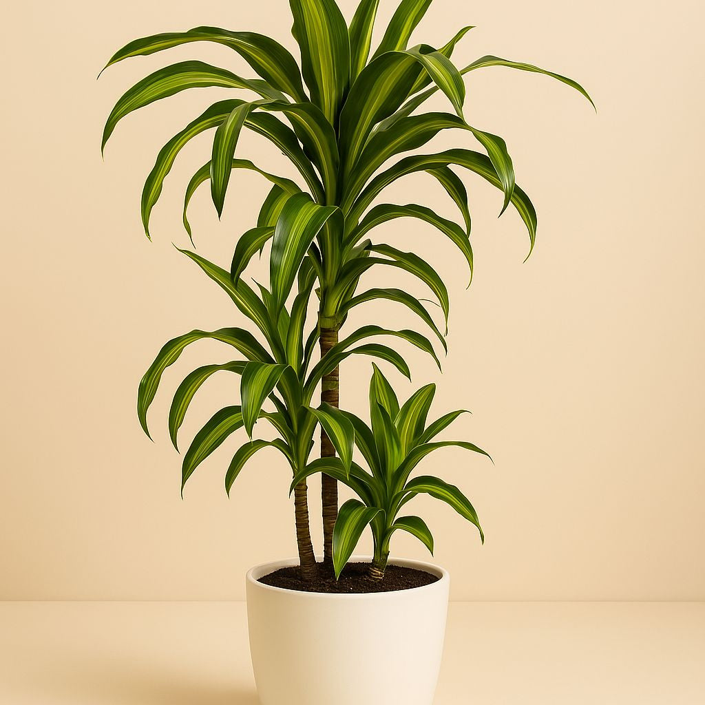 Dracaena Hawaiiana - 90cm in einem modernen Studio mit modernem Topf