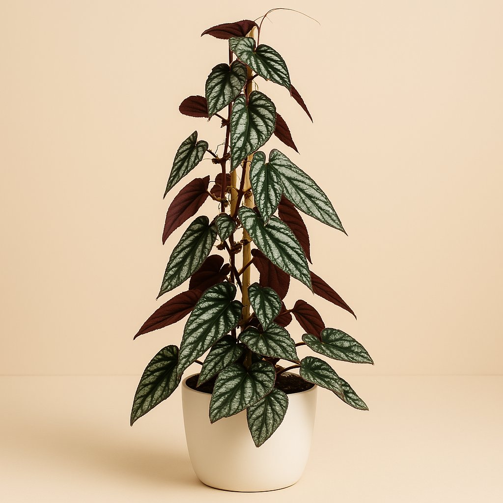 Cissus Antarctica - 100cm in einem modernen Studio mit modernem Topf