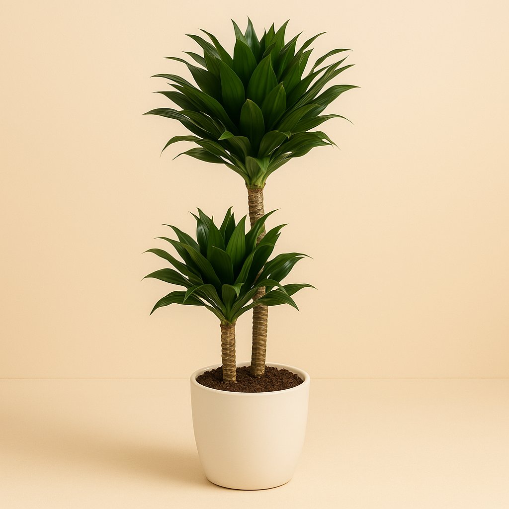 Dracaena Compacta - 80cm