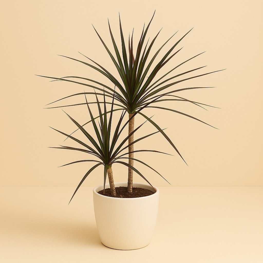 Dracaena Magenta - 80cm