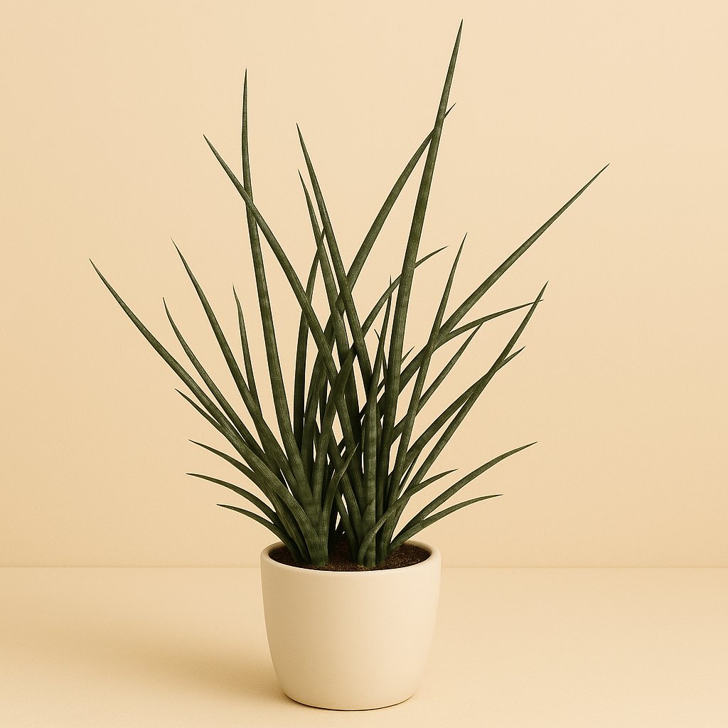 Sansevieria Fernwood Punk - 65cm in einem modernen Studio mit modernem Topf