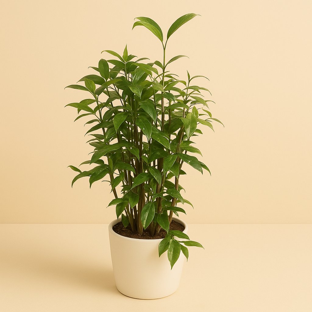 Dracaena Surculosa - 80cm in einem modernen Studio mit modernem Topf