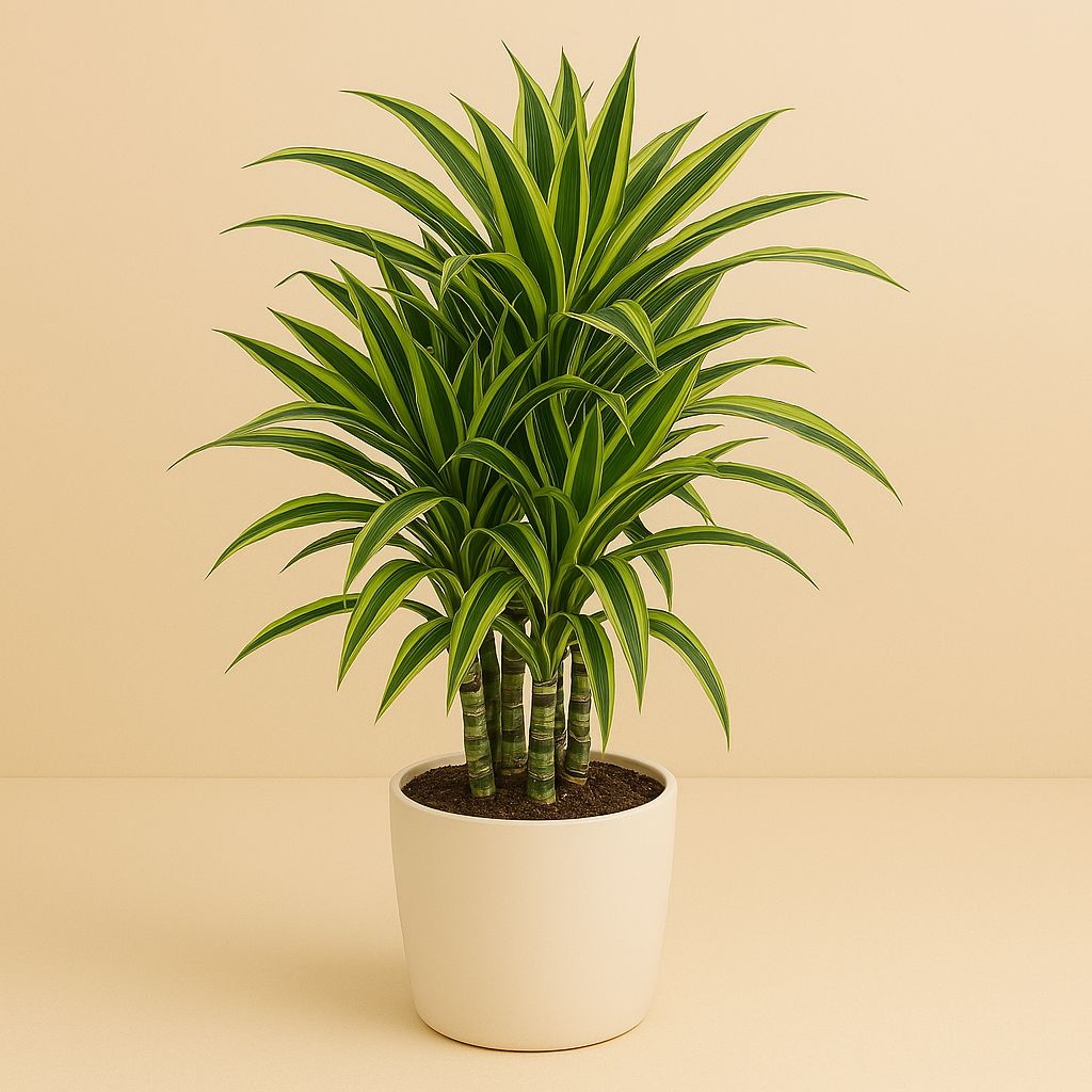 Dracaena Fragrans Lemon Lime - 100cm in einem modernen Studio mit modernem Topf