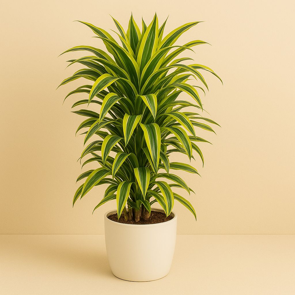 Dracaena Lemon Lime - 110cm