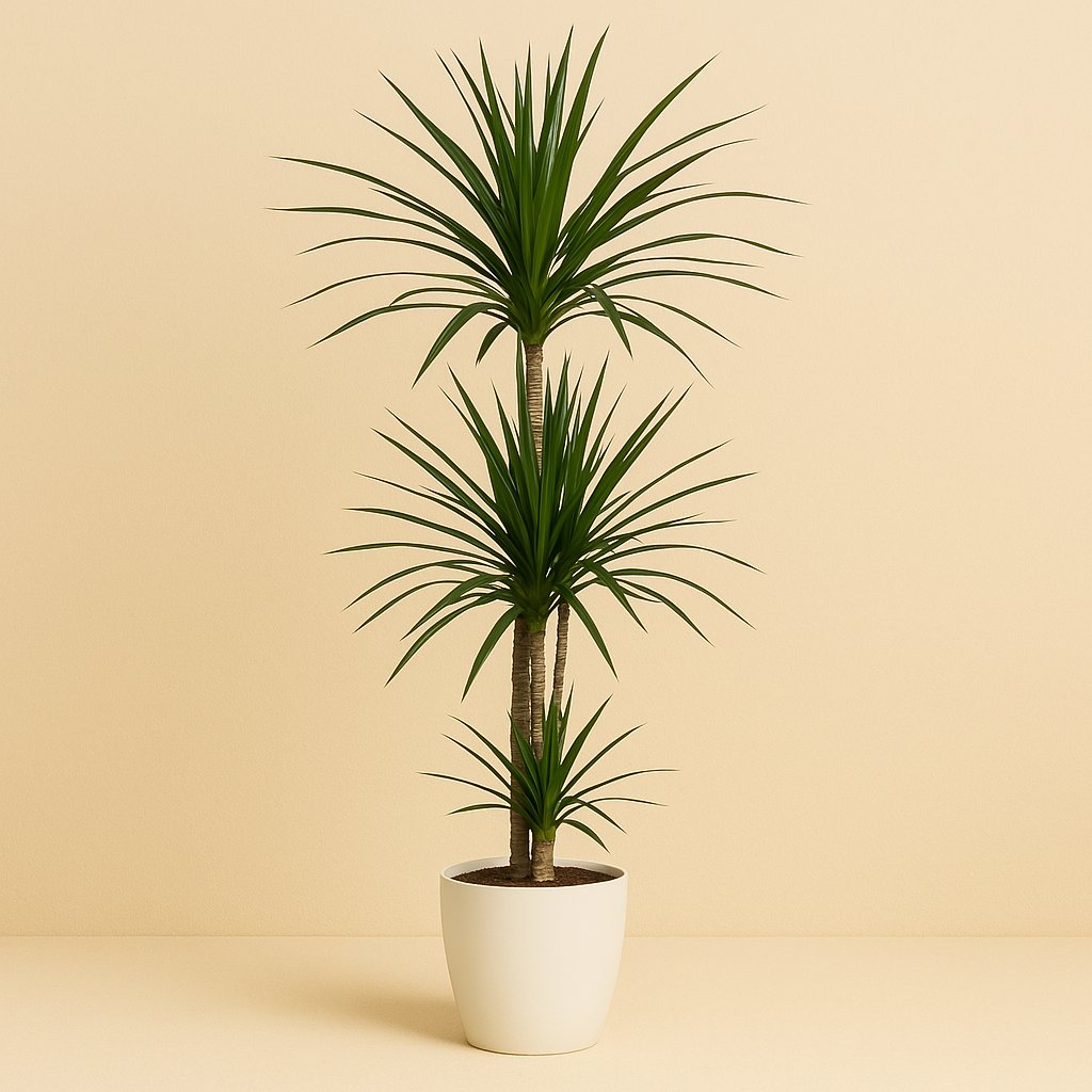 Dracaena Frag. Rikii - 120cm in einem modernen Studio mit modernem Topf