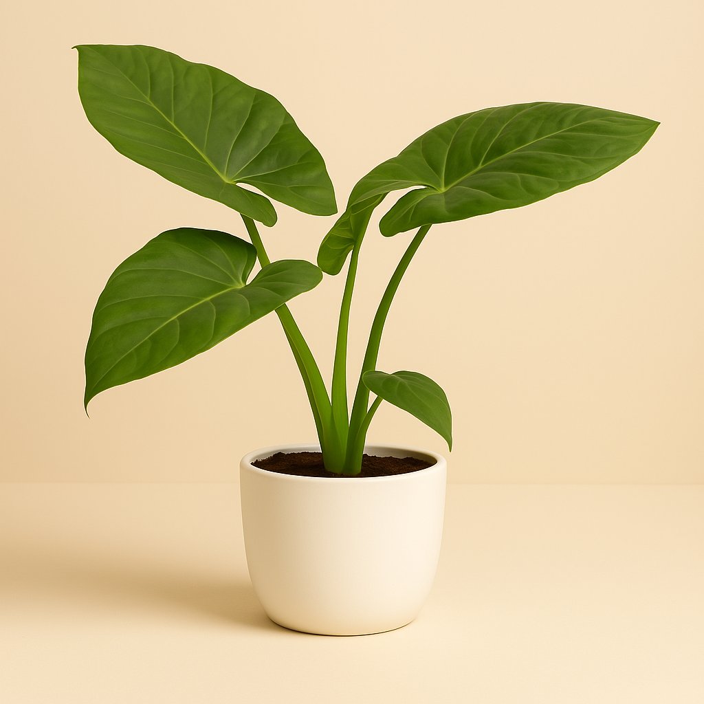 Alocasia Macrorrhiza - 50cm in einem modernen Studio mit modernem Topf