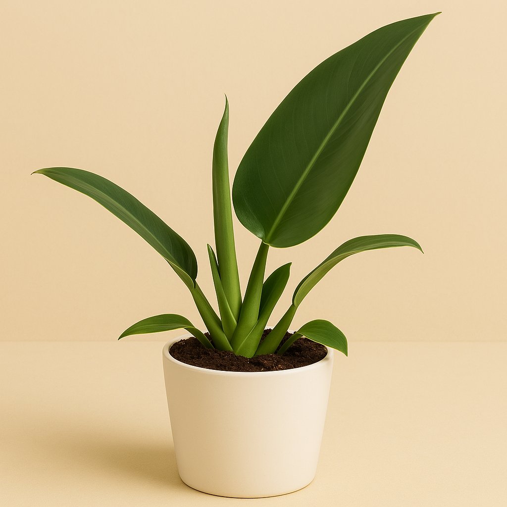 Philodendron Pacova - 25cm in einem modernen Studio mit modernem Topf