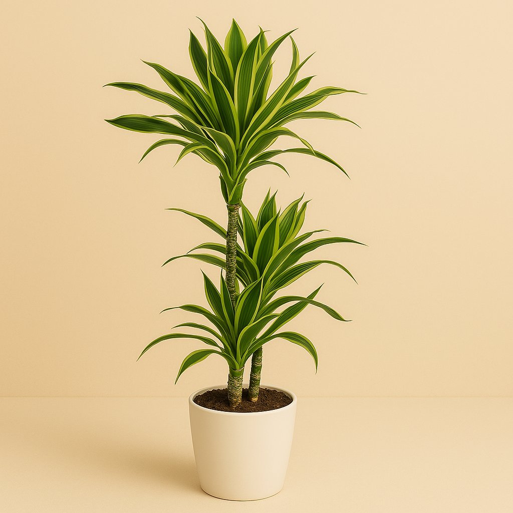 Dracaena Lemon Lime - 105cm in einem modernen Studio mit modernem Topf