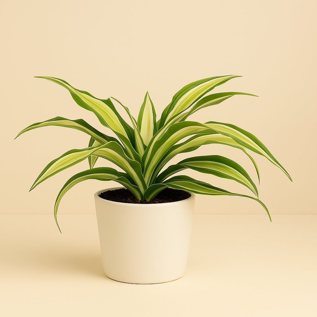 Dracaena Malaika - 22cm