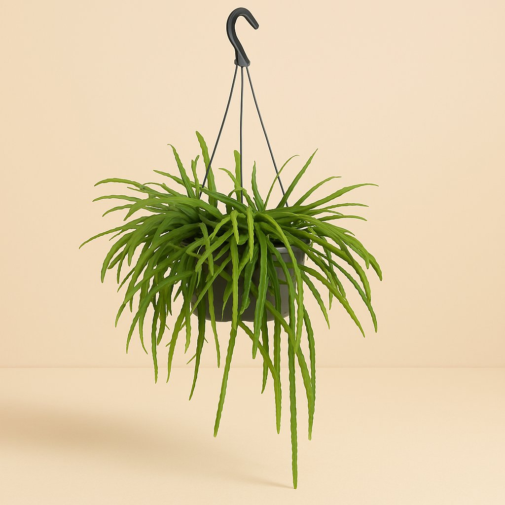 Lepismium Bolivianum - 25cm in einem modernen Studio mit modernem Topf