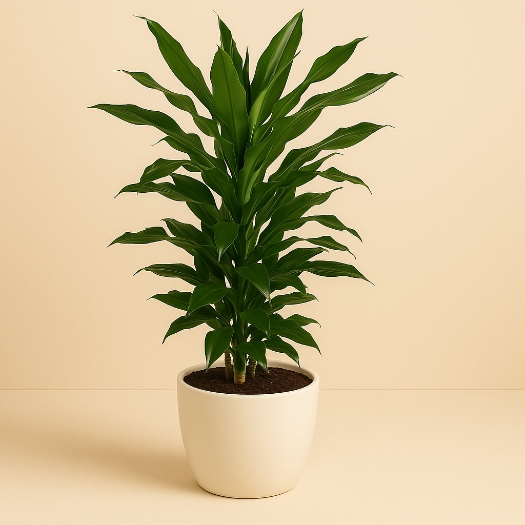 Dracaena Janet Lind - 80cm