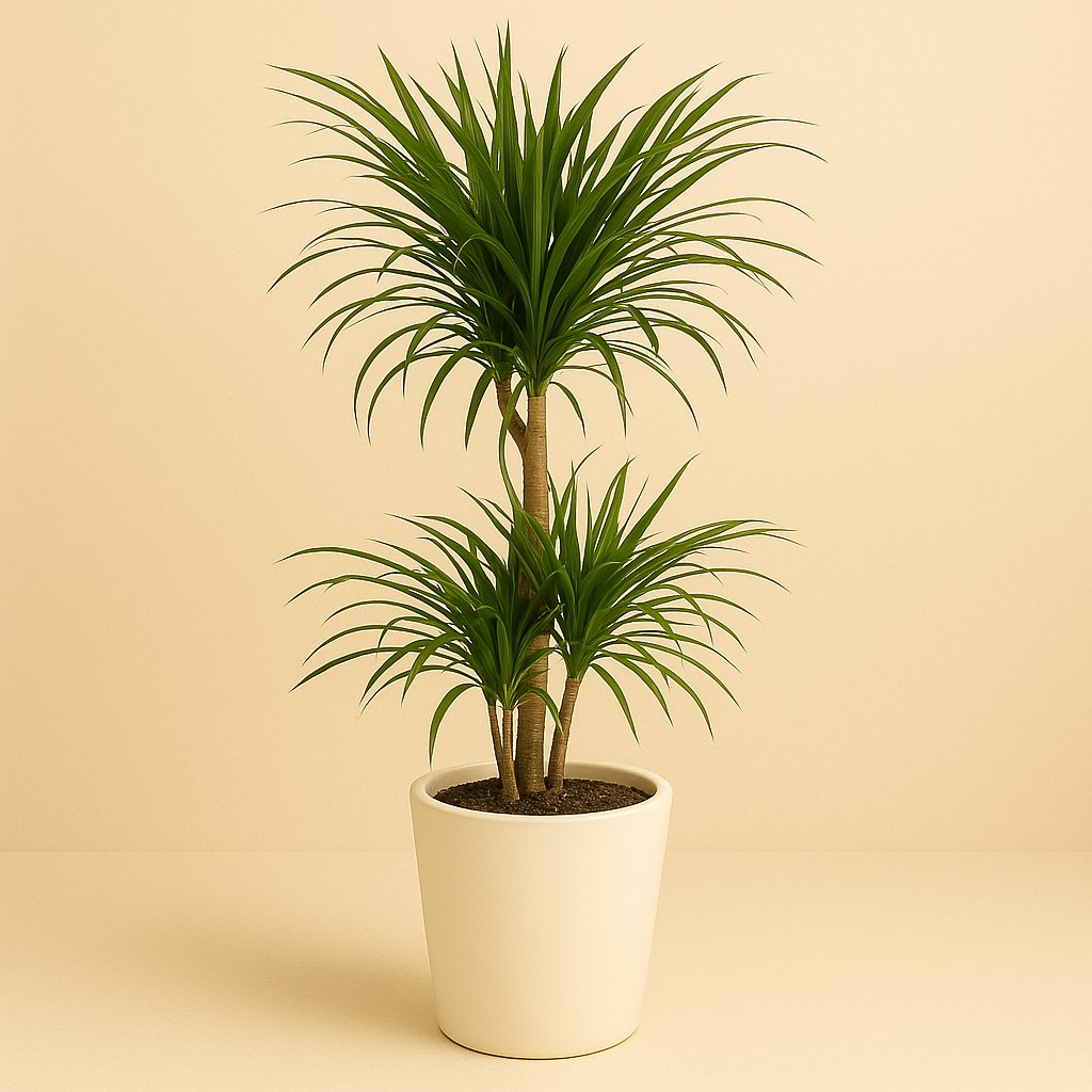 Dracaena Reflector Anita Variegata - 80cm in einem modernen Studio mit modernem Topf